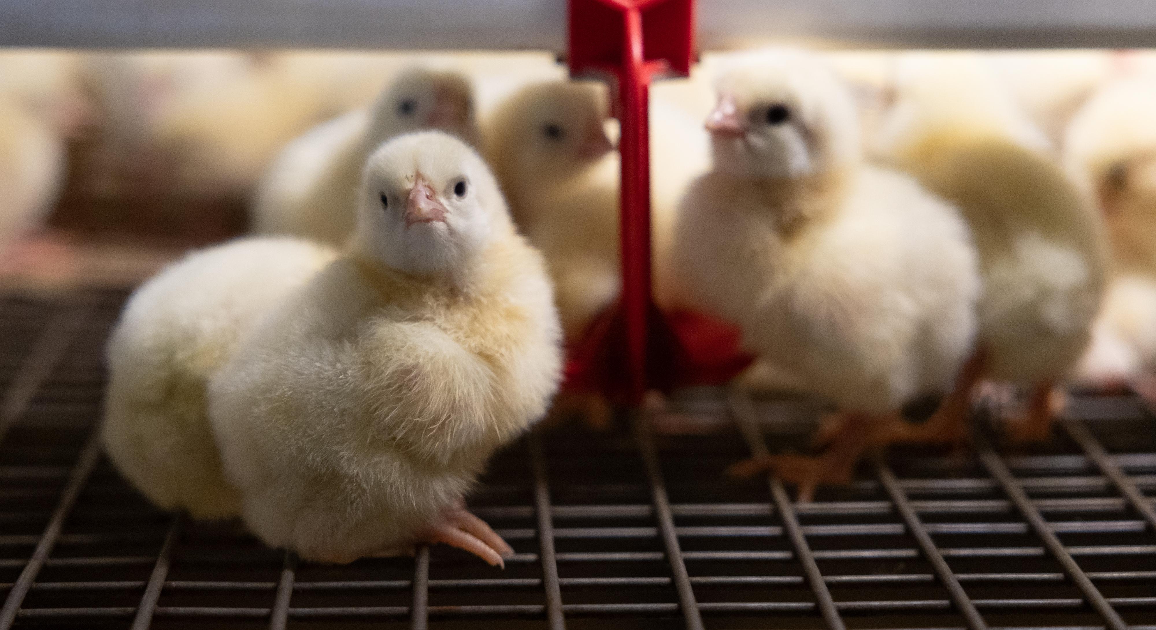 Томской птицефабрике «Сибагро» - 50 лет