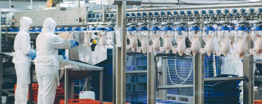 «Сибагро» в ТОП-25 крупнейших производителей мяса бройлера в России