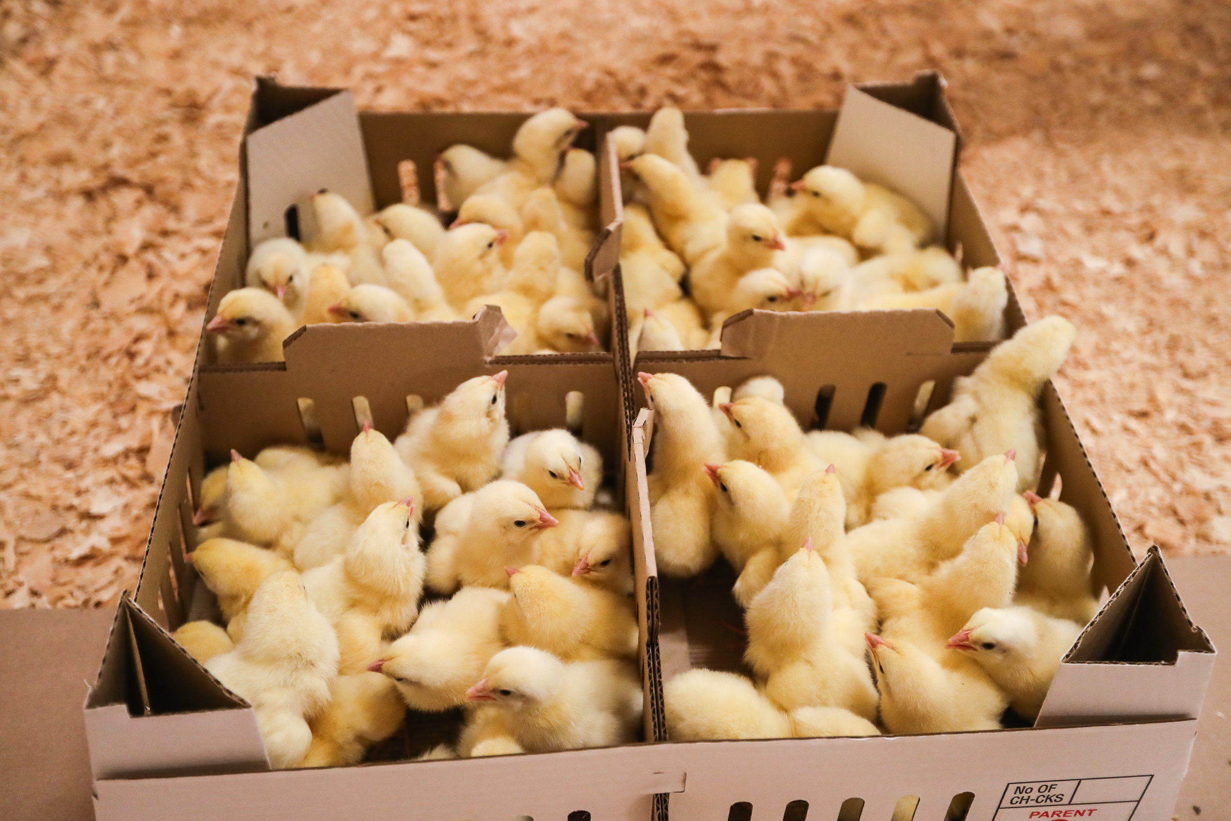Первая партия цыплят «прилетела» на новую птицефабрику «Сибагро» в Кемеровской области