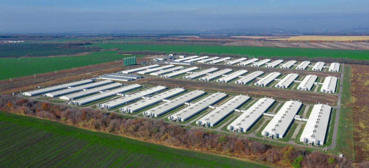 «Сибагро» сохраняет позиции в ТОП-3 производителей свинины в России 