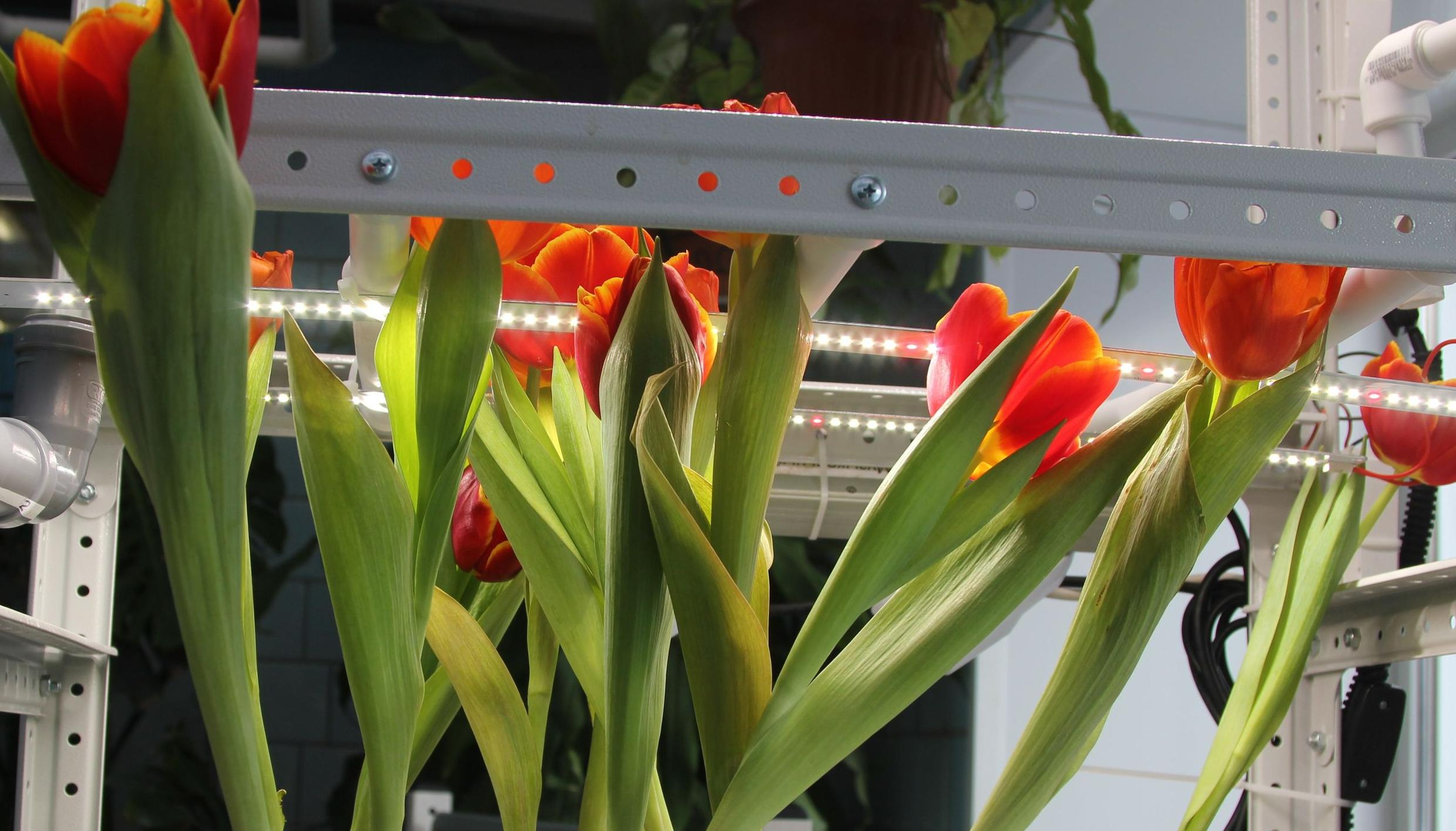 300 тюльпанов для самых любимых: подарок, который дети вырастили сами