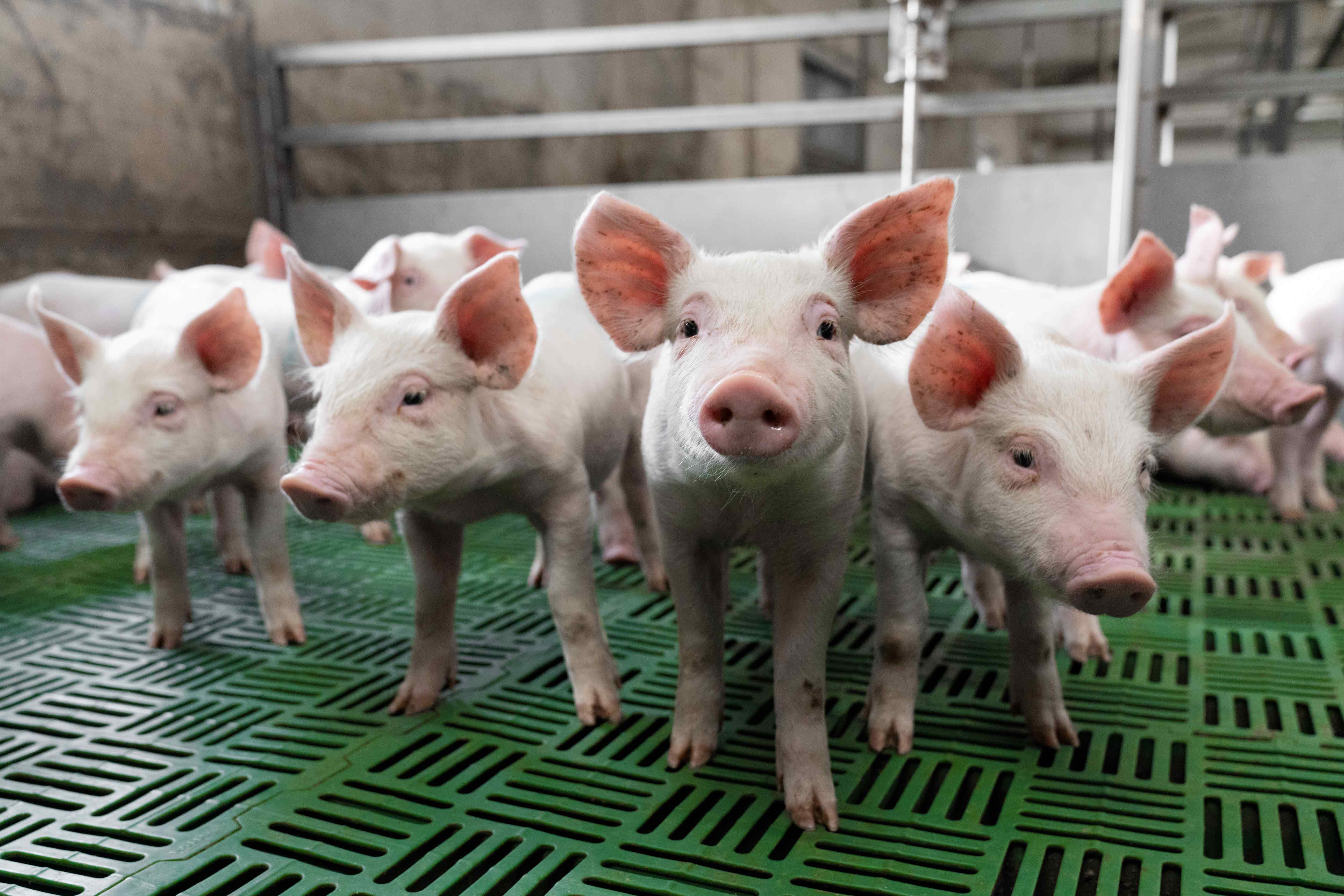 Чистогорский свинокомплекс «Сибагро» - участник национального проекта «Производительность труда»