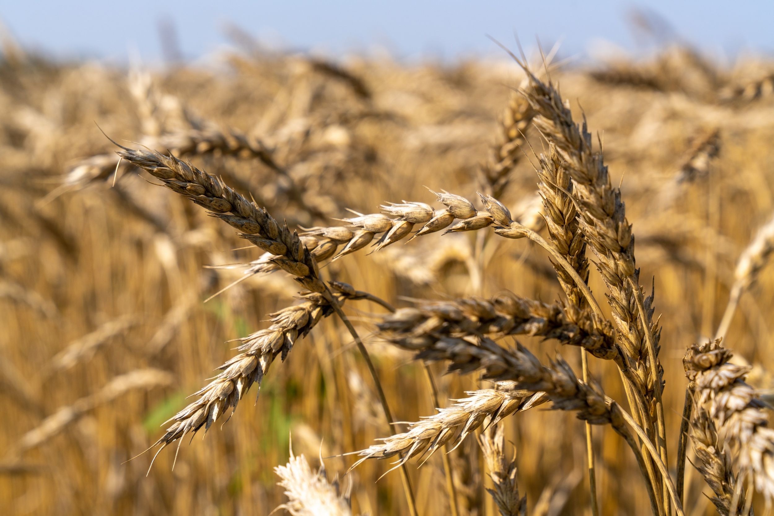 550 тыс. тонн урожая, цифра и агродроны: итоги уборочной «Сибагро» 