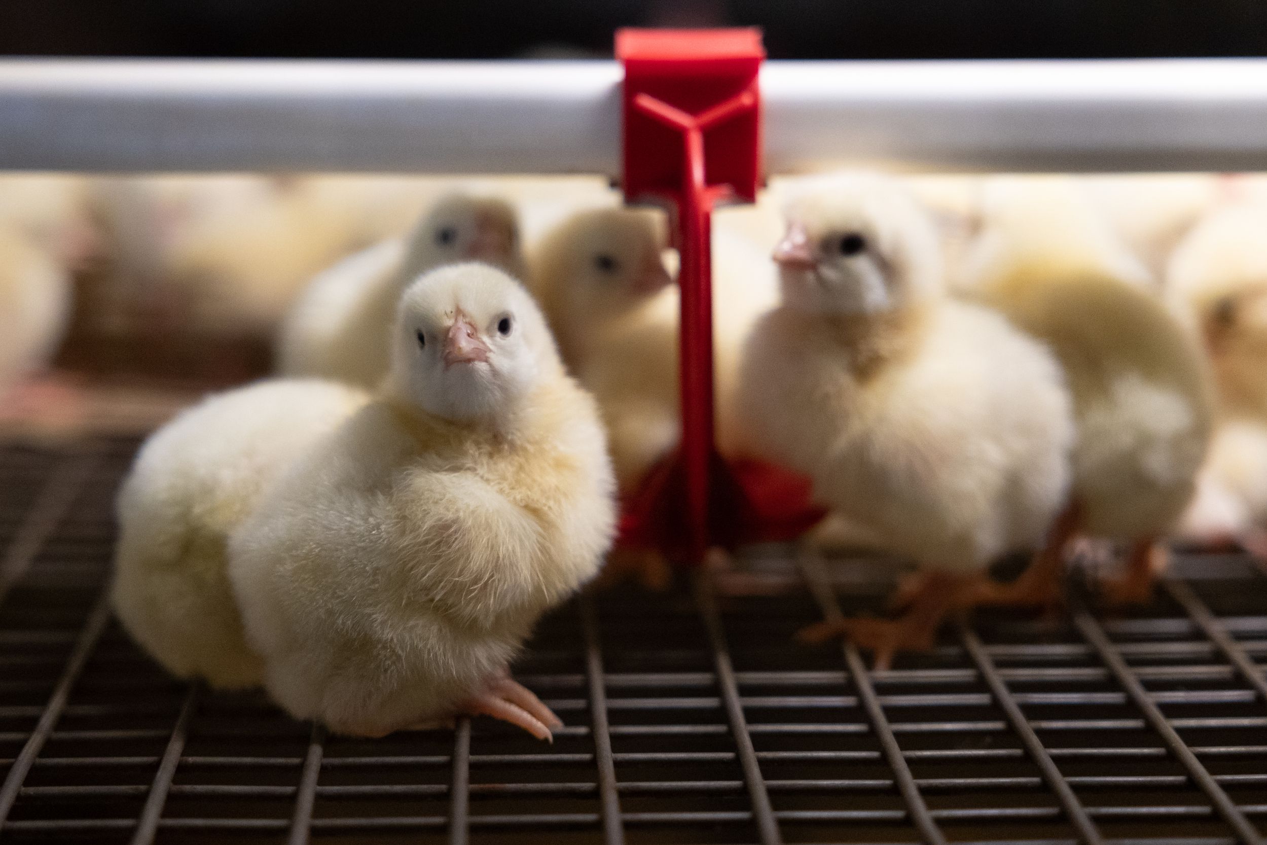 «Сибагро» увеличит производство яиц на 60%