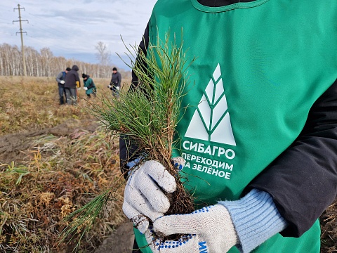 Озеленение пространств