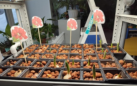 Весеннее чудо: дошкольники вырастят тюльпаны к 8 Марта с помощью Сибагро
