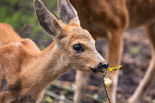 История Айты: новый дом для краснокнижной косули