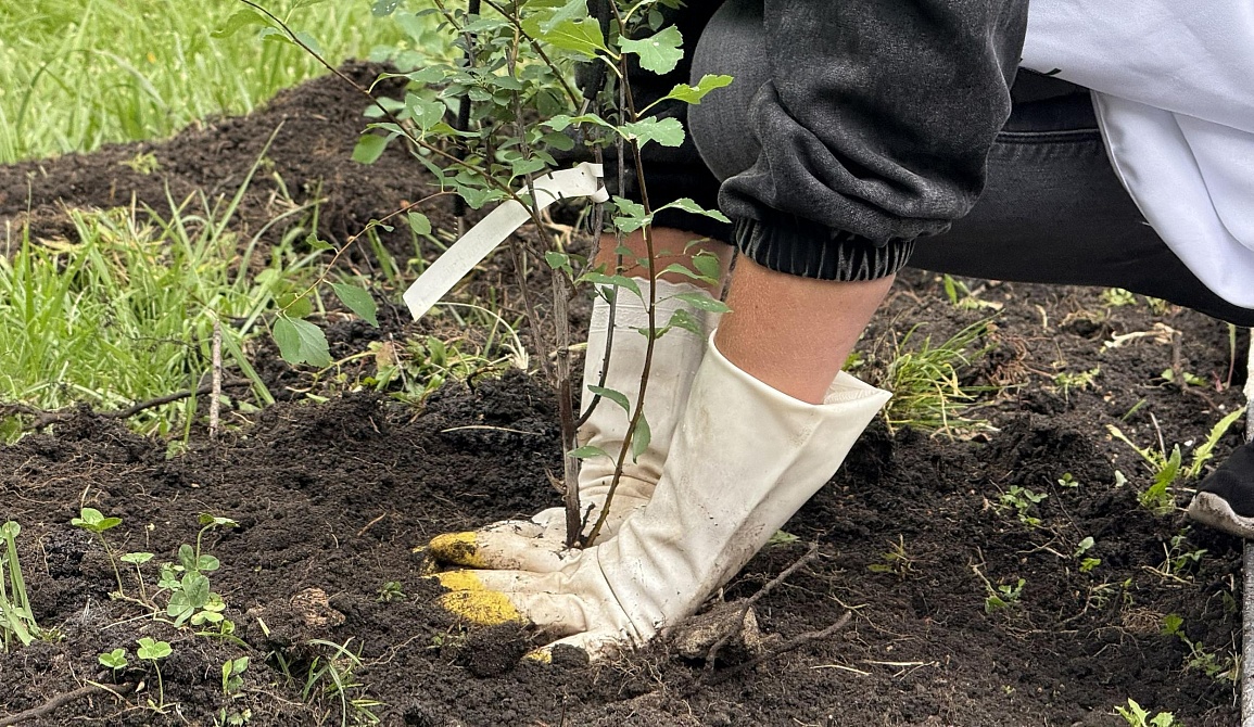 Саду — быть: сотрудники«Сибагро» в Старом Осколе высадили 100 плодовых деревьев 
