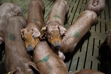 Санация завершена на 50%: на Белгородский свинокомплекс «Сибагро» завезли первых животных