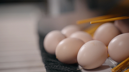 На птицефабрике Сибагро получили первое инкубационное яйцо
