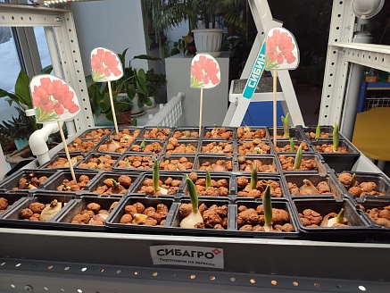 Весеннее чудо: дошкольники вырастят тюльпаны к 8 Марта с помощью Сибагро
