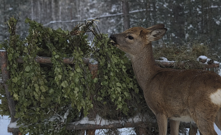 Помощь пришла вовремя: как «Сибагро» помогает косуле в суровый зимний сезон