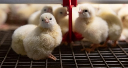 «Сибагро» увеличит производство яиц на 60%
