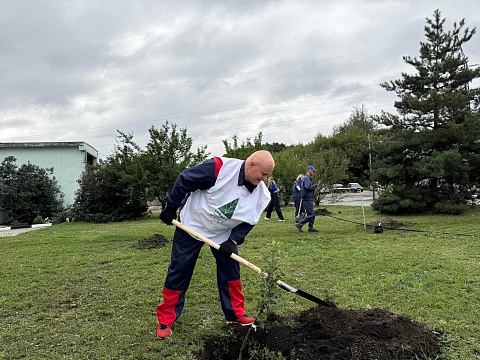Высадка деревьев в Белгородской области