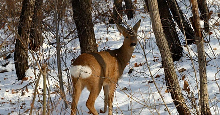 4 400 кормовых веников и 16 кормушек для краснокнижных косуль: «Сибагро» помогает сибирскому заказнику