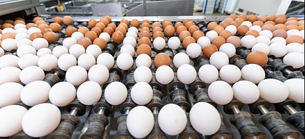  «Сибагро» увеличит производство яиц на 63 %