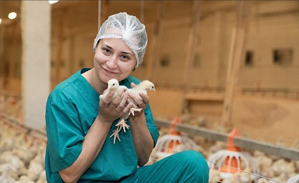 «Сибагро» наращивает темпы производства инкубационного яйца
