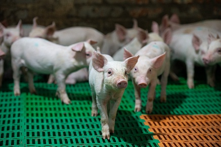 «Сибагро» цифровизирует животноводство: Томский свинокомплекс внедряет умные технологии