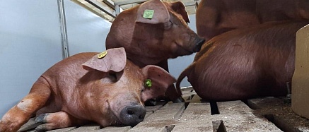 Элитные хряки для свинокомплексов «Сибагро» прилетели из Дании